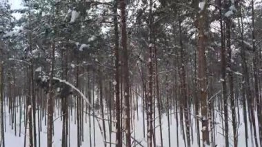 Parktaki kış ormanı