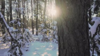 Kar - kaplanmış orman ve güzel bir kış manzarası.