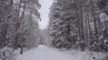 Kış karı - şehir parkındaki ormandaki ağaçlar