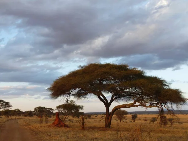 Savannah scéna s baobab strom pod náladovou oblohou, Tanzanie, Afrika — Stock fotografie