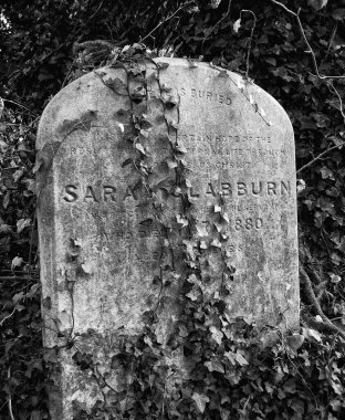 Mezarlıktaki eski sarmaşık kaplı mezar taşının siyah beyaz resmi. Yüksek kalite fotoğraf