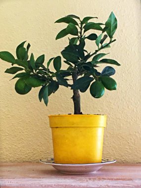 Sarı tencerede, soluk limon arkaplanlı mini limon ağacını kapat. Yüksek kalite fotoğraf