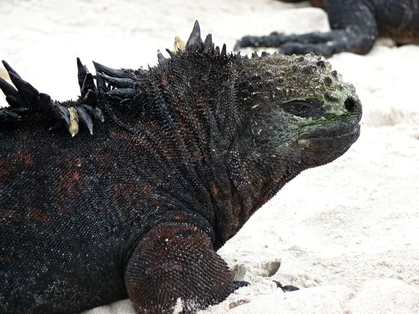 Close Iguana Marinha Praia Ilhas Galápagos Foto Alta Qualidade — Fotografia de Stock