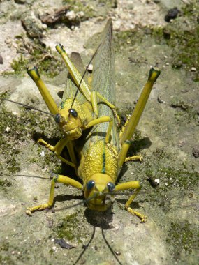Çekirgelerin çiftleşmesine yakın, Lamanai, Belize, Orta Amerika. Yüksek kalite fotoğraf