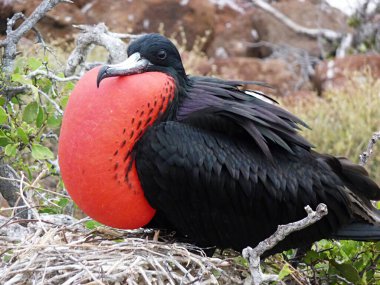 Muhteşem Frigat Kuşu, Galapagos Adaları Ulusal Parkı, Ekvador