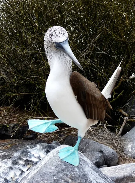 Funny shot Blue-footed booby on rock raising foot, Galapagos islands.