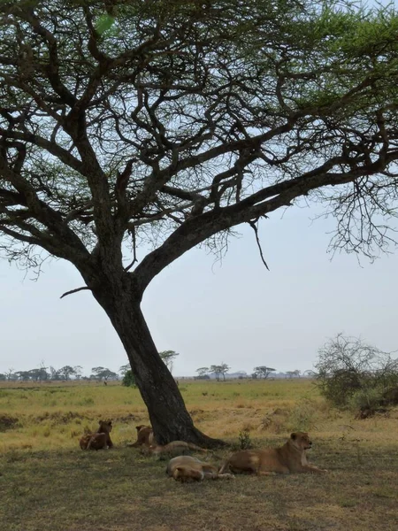 Skupina Lvic Odpočívajících Stínu Stromu Tanzanské Savaně Kvalitní Fotografie — Stock fotografie