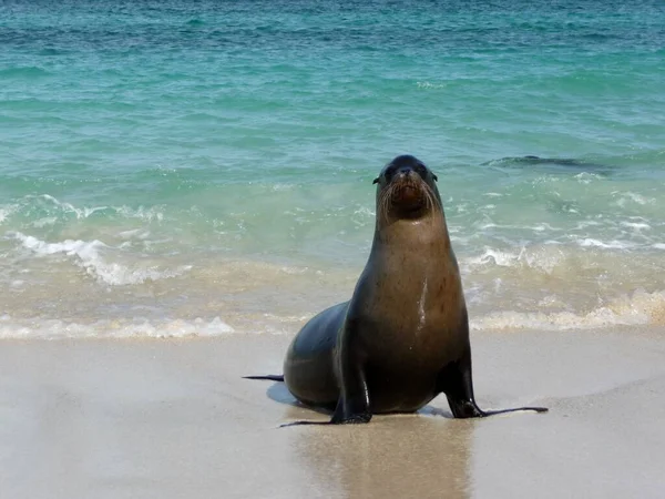 Felice Foca Sulla Spiaggia Incontaminata Floreana Isole Galapagos Ecuador Foto — Foto Stock