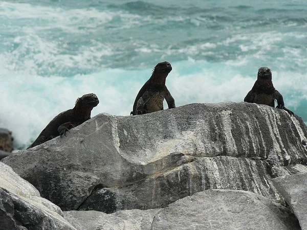 Trio Von Meeresleguanen Auf Felsen Floreana Galapagos Inseln Ecuador Hochwertiges — Stockfoto