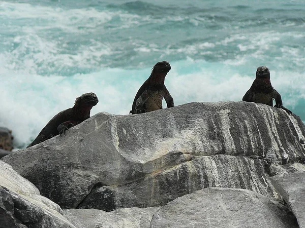 Trio Marinir Iguana Bebatuan Floreana Kepulauan Galapagos Ekuador Foto Berkualitas — Stok Foto