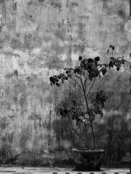 Grungy Rose Bush Rustic Pot Weathered Wall Hoi Vietnam High — Stock Photo, Image