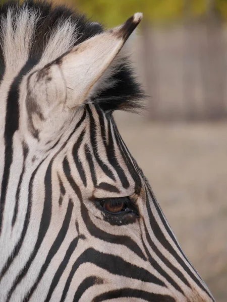 Tutup Kepala Zebra Dengan Mata Surai Garis Garis Hidup Afrika — Stok Foto