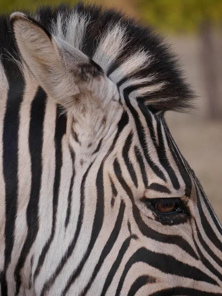 Sluiten Van Zebra Hoofd Met Oog Manen Levendige Strepen Zuid — Stockfoto