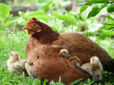 Yavrularını koruyan anne tavuğun sevimli görüntüsü ilgi, güven ve sevgi kavramını temsil ediyor.