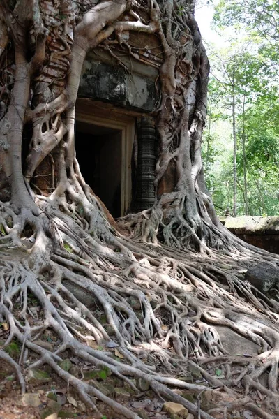 Starożytne Drzwi Świątyni Splątane Starych Korzeniach Drzew Angkor Wat Kambodża — Zdjęcie stockowe