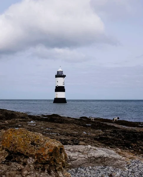 Phare d'Anglesey, avant-plan rocheux, chiens jouant au bord de la mer, Pays de Galles — Photo