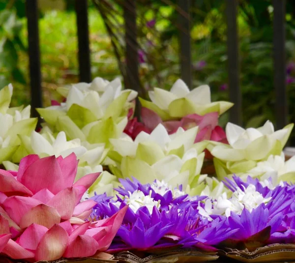 Zblízka fialové, bílé a růžové lotosové květinové nabídky, Srí Lanka Stock Obrázky