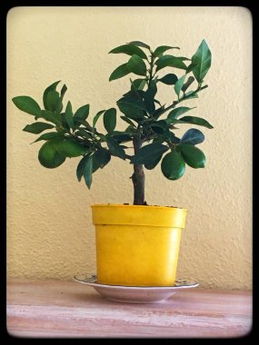 Mini limon ağacına yakın çerçeveli, meyveli, parlak sarı tencere.