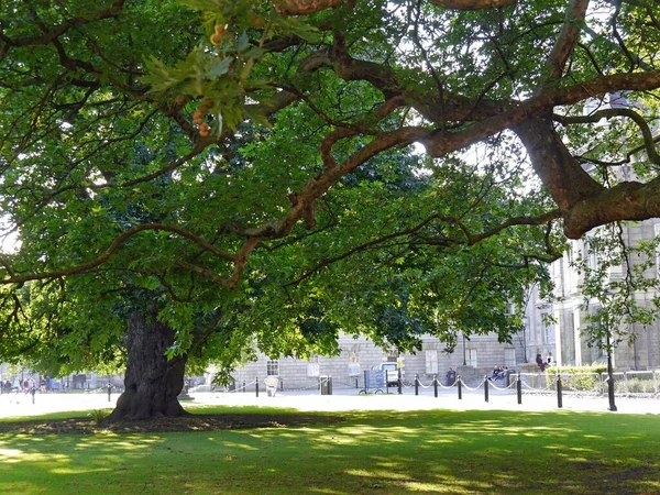 View Shady Spot Tree Park Summer Copenhagen Denmark High Quality — Stock Photo, Image