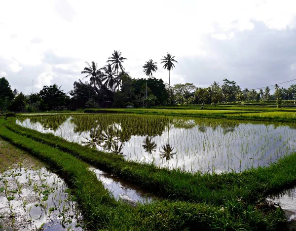 Pohled na rýžová pole s palmami odrážejícími se ve vodě, Bali, Indonésie — Stock fotografie
