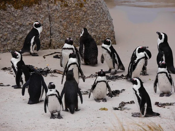 Група пінгвінів перед скелею, Боулдерс Біч, Південна Африка. — стокове фото