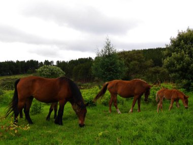 Güney Afrika kırsalında iki kestane atı ve bir tay otluyor.