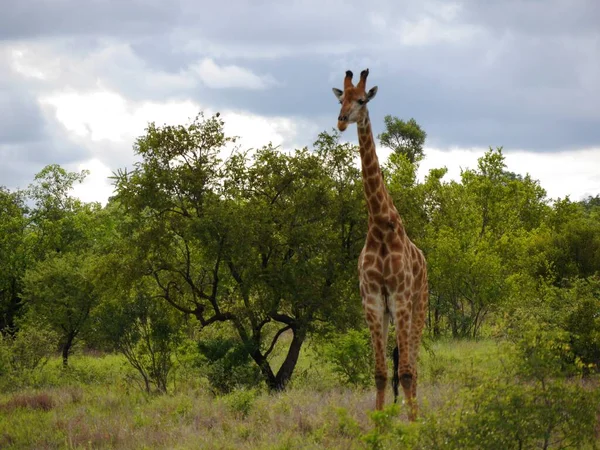キリン立っカメラ,クルーガー国立公園,南アフリカ — ストック写真