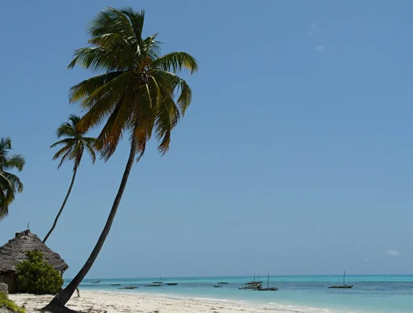 Atemberaubender Blick auf weißen Sandstrand, schwankende Palmen, Jambiani, Sansibar — Stockfoto