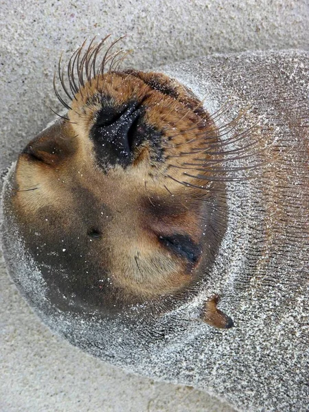 Закрийте Обличчя Тюленя Вуса Піщаному Пляжі Галапагоських Островів Фотографія Високої — стокове фото