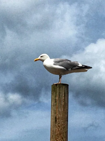 Gaivota Posto Blakeney North Norfolk Coast East Anglia Foto Alta — Fotografia de Stock