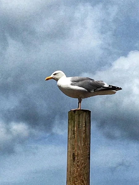 Seagull Post Blakeney North Norfolk Coast East Anglia High Quality — Stock Photo, Image