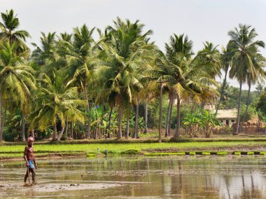 Thanjavur, Tamil Nadu, Güney Hindistan yakınlarındaki çeltik tarlalarında yürüyen adam. Yüksek kalite fotoğraf