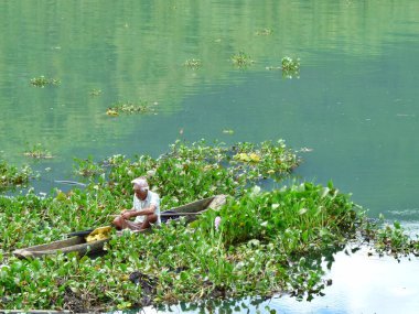 Kürek çeken bir adam su sümbülü topluyor, Pokhara, Nepal