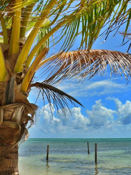 Herrlich Wogende Palmen Und Strahlend Blauer Himmel Caye Caulker Belize — Stockfoto