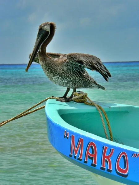 Wunderschöne Großaufnahme Eines Pelikans Der Auf Einem Hellblauen Boot Mexiko — Stockfoto