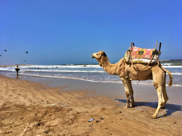 Velbloud Pláži Essaouira Maroko Jasně Modrou Oblohou Kopírovat Prostor Kvalitní — Stock fotografie