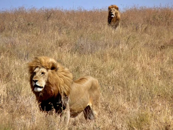 Två Imponerande Manliga Lejon Väntar Bakom Den Andra Serengeti Kenya — Stockfoto