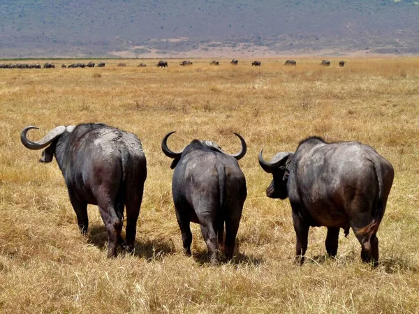 Vista Traseira Três Búfalos Fila Parque Nacional Serengeti Quênia Foto — Fotografia de Stock
