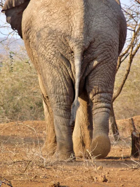Närbild Vuxen Elefant Bakre Promenader Bort Serengeti Kenya Högkvalitativt Foto — Stockfoto