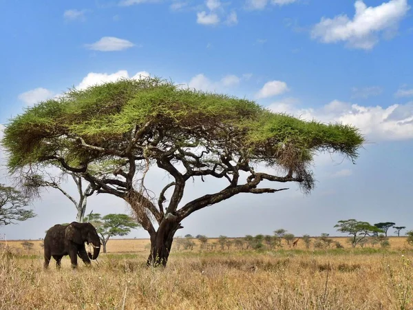 Elefante Sotto Acacia Nel Parco Nazionale Della Savana Serengeti Kenya — Foto Stock