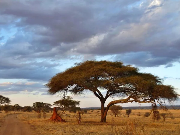 Splendido Paesaggio Del Serengeti Crepuscolo Con Grande Collina Formica Acacia — Foto Stock