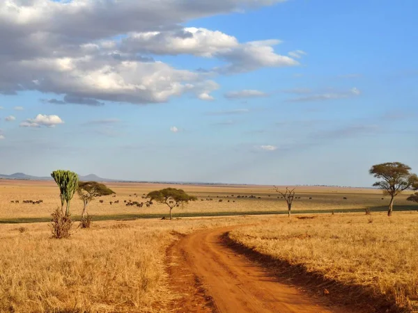 Terra Rossa Strada Attraverso Savana Parco Nazionale Del Serengeti Kenya — Foto Stock