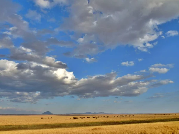 Ohromující Savanská Scenérie Úžasnou Oblohou Serengeti Tanzanie Zvětšete Prostor Pro — Stock fotografie
