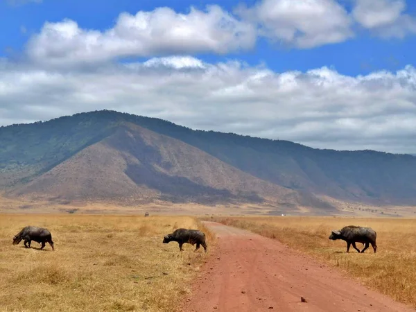 Řada Tří Buvolů Křižujících Silnici Národní Park Serengeti Tanzanie Kvalitní — Stock fotografie