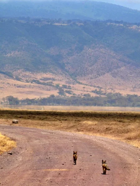 탄자니아 세렝게티 사바나에서 작업을 마리의 하이에나 고품질 — 스톡 사진