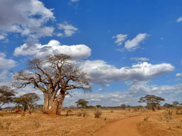 Ohromující Pohled Baobab Savaně Obloze Serengeti Tanzanie Zvětšete Prostor Pro — Stock fotografie