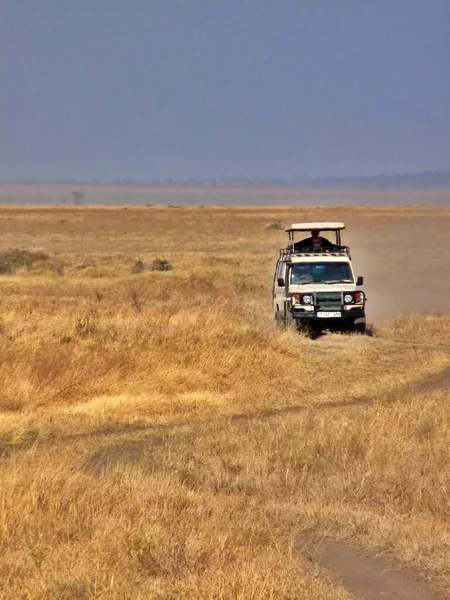 Jeep Safari Projíždí Vyprahlým Národním Parkem Serengeti Tanzanii Kvalitní Fotografie — Stock fotografie