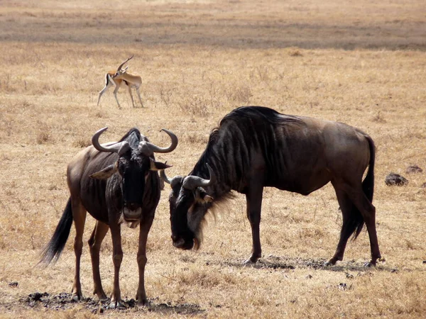 Close Dois Gnus Savana Seca Serengeti Amplo Espaço Cópia Tanzânia — Fotografia de Stock