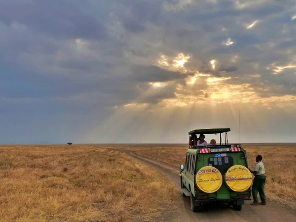 탄자니아의 사바나에서 관광객 운전기사가 이동하고 고품질 — 스톡 사진
