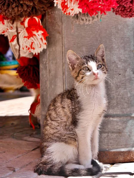 Primer Plano Gato Enmarcado Por Pompones Rojos Medina Essaouira Marruecos — Foto de Stock